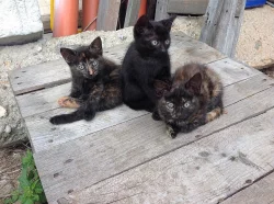 Daruji koťátka do dobrých rukou